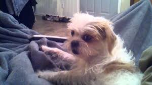 Jack russell shih tzu mix. Jack Russel Shih Tzu Mix Aka Jack Shiht Khloe Body Jerk Bark Youtube