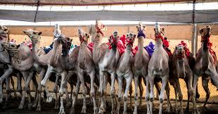 Camel tries to bite owner gets slapped. Camel Racing Blends Centuries Old Traditions And Modern Technology The New York Times