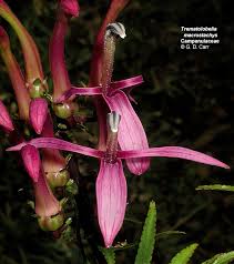 Image result for Carvalhoa campanulata