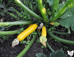 Maybe you would like to learn more about one of these? How To Grow Summer Squash Planting Tips Different Types