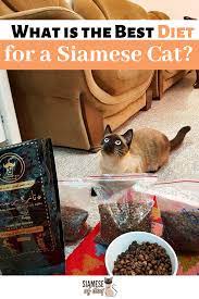 6 Ways To Care For Siamese Cats Siamese Of Day Healthy Cat Food Siamese Cats Siamese Kittens