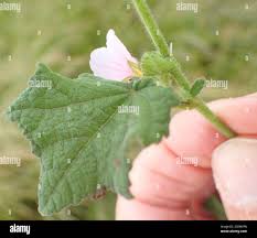 Image result for Pavonia columella