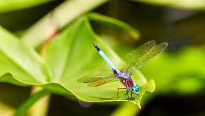 Dragonfly Spirit Animal Totem Symbolism And Meaning