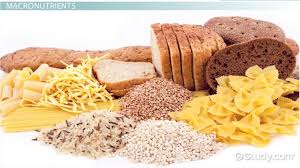 The term macro is somewhat less common, but indicates objects of a somewhat large size. What Are Nutrients Definition Examples Video Lesson Transcript Study Com