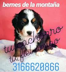 En edificios antiguos, asiento, generalmente de piedra, labrado o construido al lado de las ventanas. Criadero Tu Cachorro Tu Fiel Amigo Home Facebook