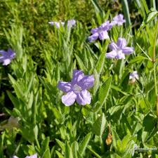 Image result for Vandellia humilis