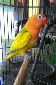 Memilih bakalan lovebird yang memiliki ciri lovebird ngekek panjang juga bukan pekerjaan mudah. Binatang Peliharaan Page 12 Of 40 Informasi Dan Perawatan Binatang Peliharaan