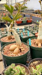 Image result for Cyphostemma schlechteri