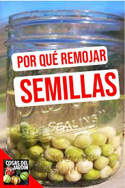 Como Remojar Las Semillas Antes De Plantar Y Por Que Es Bueno Remojar Las Semillas Cosas Del Jardin Semillas De Limon Plantar Semillas De Limon Huerto