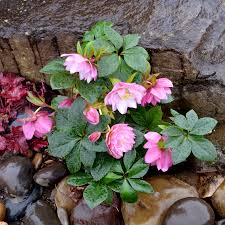 Pink flowers that bloom in february. Helleborus North Star Pink Terra Nova Nurseries Inc