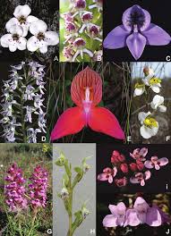 Image result for Disa cryptantha