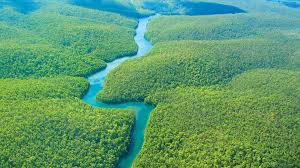 We did not find results for: 66 Amazon Rainforest Wallpaper On Wallpapersafari