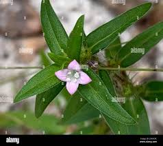 Image result for Hexasepalum sarmentosum