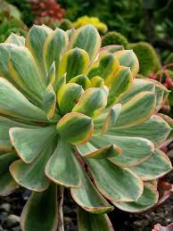 Aeonium Decorum Tricolour Planting Succulents Suculent Plants Purple Plants