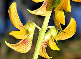Image result for Crotalaria parvula