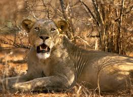 A los pocos días de haber llegado a tsavo, en marzo de 1898, patterson tuvo noticias de la misteriosa desaparición de varios de sus hombres. Fotos Los Leones Comehombres Sociedad El Pais