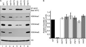Erek erek adalah sebuah versi lain dari kitab mimpi para penjudi, merupakan ciptaan yang berasal dari daerah jawa. Charge Based Interaction Conserved Within Histone H3 Lysine 4 H3k4 Methyltransferase Complexes Is Needed For Protein Stability Histone Methylation And Gene Expression Journal Of Biological Chemistry