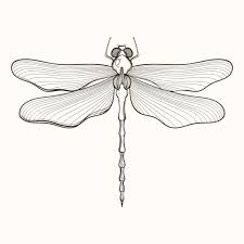 Make the loop a little bit smaller than the head. Hand Drawn Engraving Sketch Of Dragonfly Vector Illustration Fo Vector Image By C I Panki Vector Stock 80309808