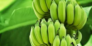 Selain di cilacap sekarang ini telah ada banyak juga pengusaha sale pisang yang tersebar di seluruh wilayah nusantara. 12 Jenis Pisang Di Indonesia Dan Cara Mengolahnya Merdeka Com