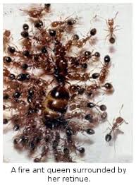 Image result for Anthericopsis