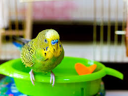 Naturally, the species is green and yellow with black, scalloped markings on the nape, back, and wings. Pflege Von Wellensittichen