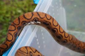 Colombian Rainbow Boa Care And Breeding - Reptiles Magazine