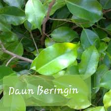 Check spelling or type a new query. Nutrisi Daun Beringin Dan Manfaatnya Untuk Pakan Ternak Dan Kesehatan Gemar Ternak Dan Kicau Burung