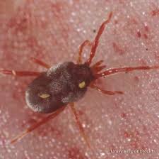 World's fastest land animal is a mite. Clover Mite Bryobia Praetiosa Koch
