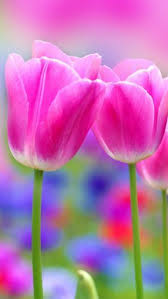 Apple Iphone 6s Wallpaper With Pink Tulips Flower Hd Wallpapers Wallpapers Download High Resolution Wallpapers Tulips Flowers Flower Wallpaper Tulip Flower Pictures