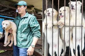 67 Dogs Rescued from Dog Meat Farm with Help from Daniel Henney