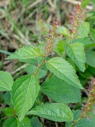 Image result for Acalypha psilostachya