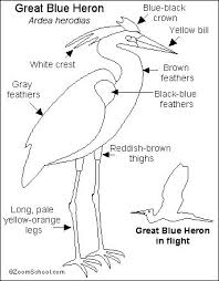 Tall Grey Bird With Black And White Head Great Blue Heron Printout Enchantedlearning Com Heron Art Blue Heron Bird Art