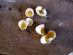 Mengerami sekitar 10 butir telur penelitian ini bertujuan untuk mengetahui daya tetas dan lama menetas telur ayam tolaki pada mesin tetas dengan supaya telur tidak retak atau pecah dan isinya tidak terguncang. Telur Lb Rawan Tak Menetas Saat Pergantian Musim Om Kicau