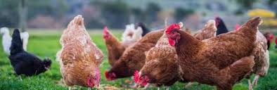 El brote estuvo ligado a los pollos. La Oms Asegura Que El Riesgo De Contagio Entre Humanos De La Gripe Aviar H5n8 Es Bajo