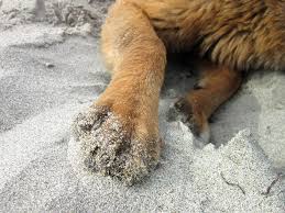 Get an instant quote online today with 4paws pet insurance. Travel Paw Care Tips Figo Pet Insurance