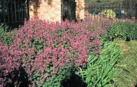Image result for Hypoestes aristata
