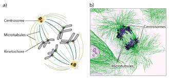 Cells of haemanthus endosperm in various stages of mitosis. Cell Division Stages Of Mitosis Learn Science At Scitable