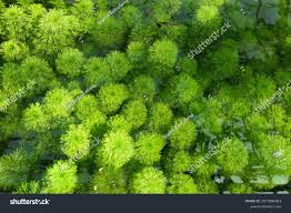 Image result for Limnophila indica