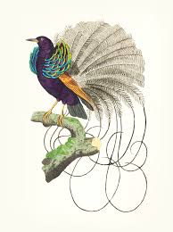 Flying Bird Of Paradise Drawing Download Premium Vector Of Vintage Illustration Vailla Of Ntian Paradise Vintage Bird Illustration Vintage Illustration Woodpecker Illustration