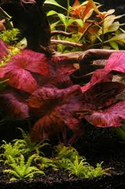Grow And Propagate Tiger Lotus Plants Lotus Plant Planted Aquarium Plants