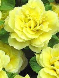 Primula Belarina Buttercup Bluestone Perennials Flowers Perennials Perennial Plants Shade Garden Plants
