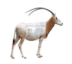 Maybe you would like to learn more about one of these? Naklejka Odosobniony Rogaty Sejmitar Na Wymiar Oryx Bulat Rogaty Redro Pl