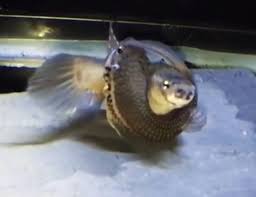 Spawning Pair Of Betta Ocellata Betta Fish Pet Fish