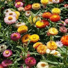Strawflower Seeds Tom Thumb Mix Flower Seeds Flower Seeds Online Helichrysum
