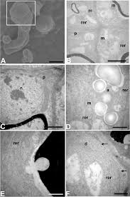 Image result for Trema sp A