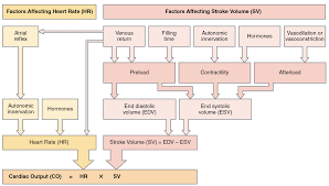 19 4 Cardiac Physiology Anatomy And Physiology