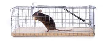 Besides what are you doing with them after you trap them? 12 Mouse Trap Baits That Actually Work