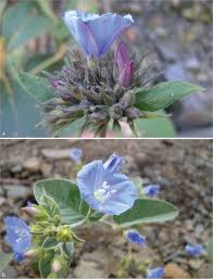 Image result for Ixora longipedunculata