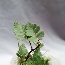 Image result for Davallia