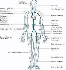 The coronary arteries wrap around the outside of the heart. Health Benefits Of Minerals And Vitamins Arteries And Veins Body Diagram Body Anatomy